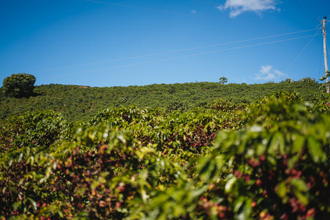 Dear Donna - Farm Santa Caratina