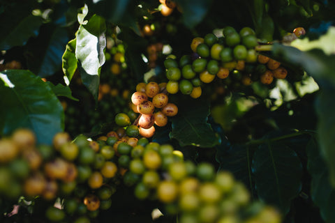Dear Donna - Farm Santa Caratina