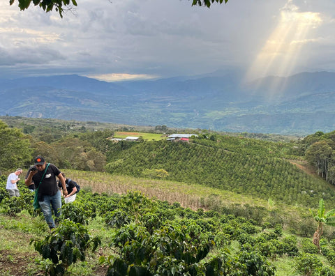 DECAF, Single Origin, Huila, COLOMBIA