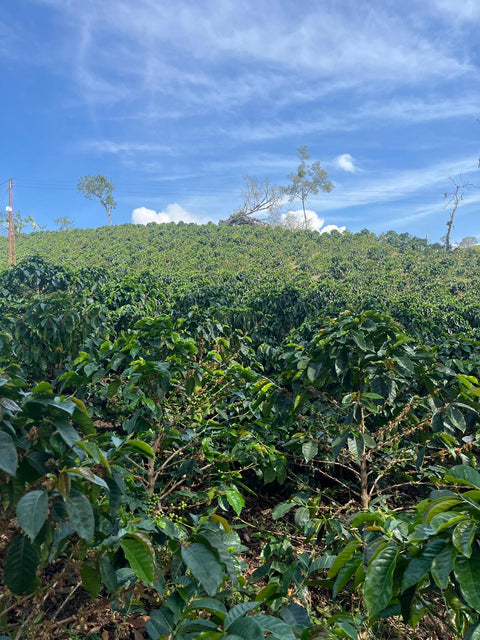 DECAF, Single Origin, Huila, COLOMBIA