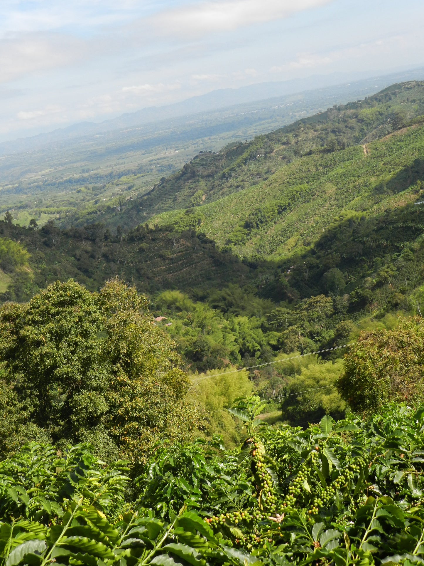 Decaf, Tumbaga, Colombia