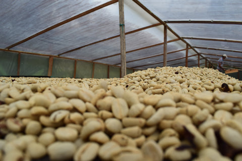 Decaf, Tumbaga, Colombia